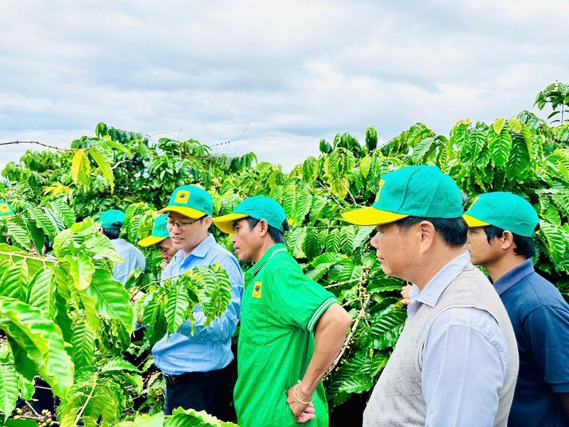 Chương trình canh tác cà phê thông minh sẽ không hạn chế ở các nội dung đặt ra ban đầu mà luôn được điều chỉnh theo thực tiễn sản xuất, cũng như nhu cầu của người sản xuất