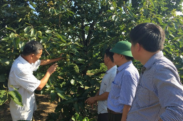 Ông Phạm Văn Diền giới thiệu hồng không hạt tại vườn nhà cho khách thăm quan. Ảnh: Bảo Hà