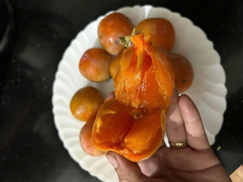 Hồng Bảo Hà đang trở thành sản phẩm nông sản có tiếng, được người dân mở rộng diện tích, nâng cao năng suất, sản lượng và sản xuất đảm bảo quy trình VietGAP, gắn với xây dựng thương hiệu sản phẩm. Ảnh: Thanh Nga