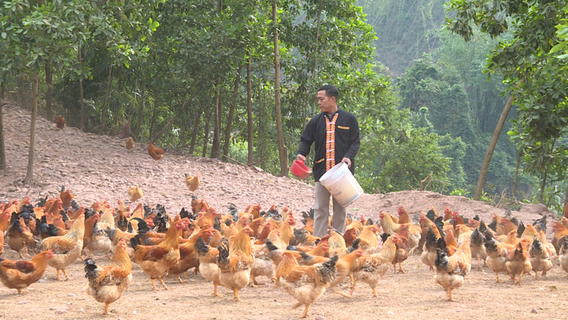 Nhiều đồng bào dân tộc thiểu số tỉnh Quảng Ninh được tiếp cận nguồn vốn tín dụng chính sách phát triển kinh tế thoát ngheo bền vững. Ảnh: CTV