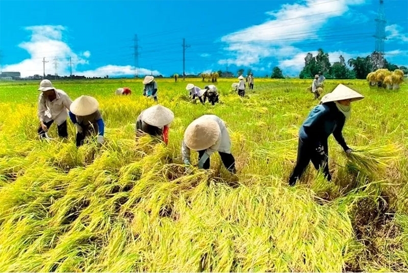 Diễn biến trái chiều giữa giá gạo trong nước và thế giới mở ra cơ hội cho xuất khẩu gạo Việt