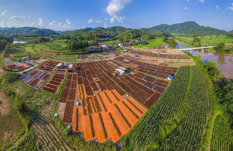 Người dân xã Điểm He, tỉnh Lạng Sơn sơ chế, phơi hoa hồi. Ảnh: Tùng Lâm