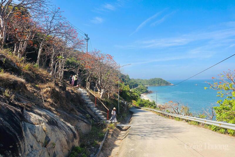 Từ những ngày đầu tháng 8, hoa ngô đồng bắt đầu chớm nở trên Cù Lao Chàm (xã đảo Tân Hiệp) thu hút nhiều du khách tới tham quan.