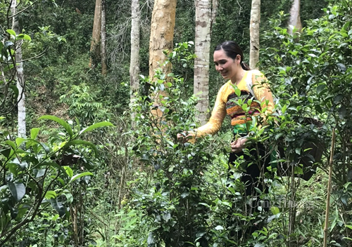 Chè Tán Ma được hái, ủ, chế biến theo phương thức truyền thống nên có hương vị đặc trưng không giống bất kỳ loại chè nào trên thị trường