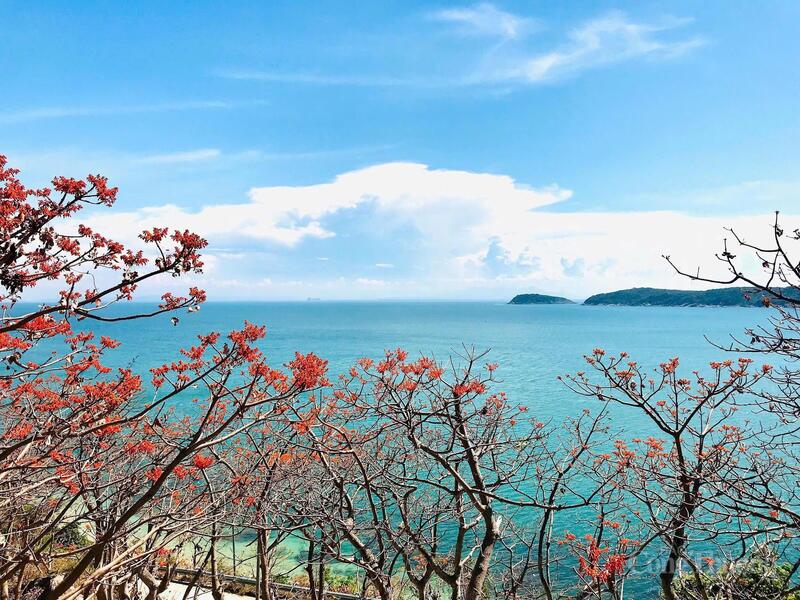 Hoa ngô đồng đỏ rực trên đảo Cù Lao Chàm (TP.Đà Nẵng).