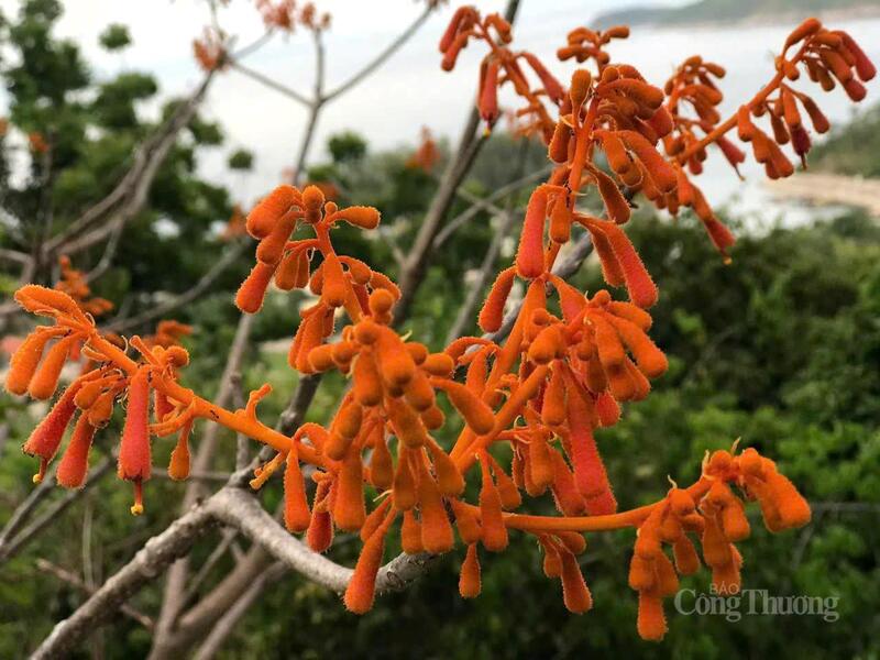 Màu đỏ rực của hoa ngô đồng vừa quý phái, thanh tao, nhưng cũng đầy mạnh mẽ.