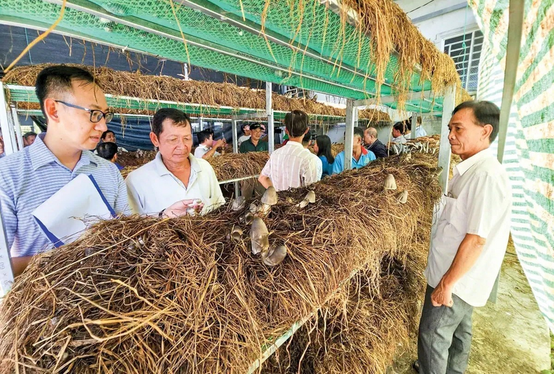 Rơm được xử lý để nuôi trồng nấm. Ảnh: Tùng Lâm