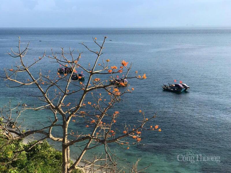 Cù Lao Chàm được UNESCO công nhận là Khu dự trữ sinh quyển thế giới nhờ hệ sinh thái phong phú, bảo tồn hơn 950 loài thủy sinh. Nơi đây cũng là một trong những điểm du lịch được yêu thích vì vẻ đẹp hoang sơ.
