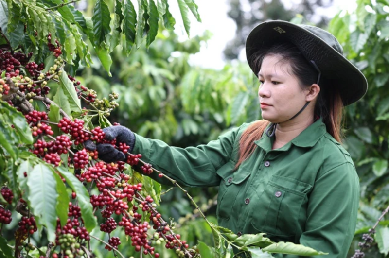 Giá cà phê trong nước và quốc tế có sự khác biệt rõ rệt.
