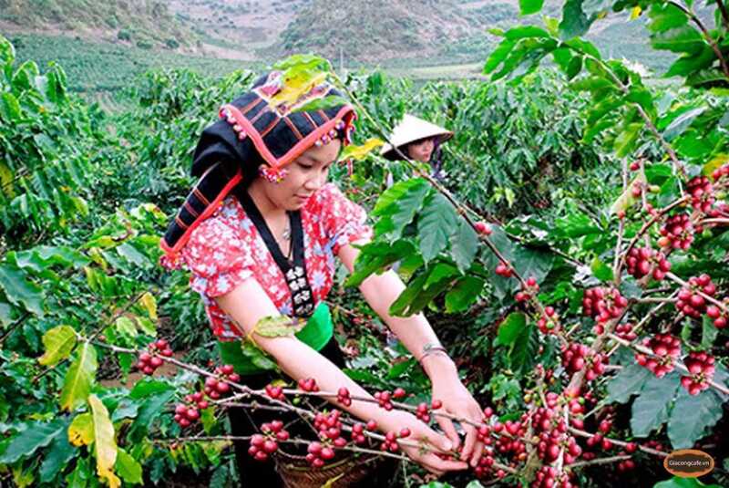 10.587 dự án hỗ trợ sinh kế đã được triển khai trong giai đoạn 2021-2025