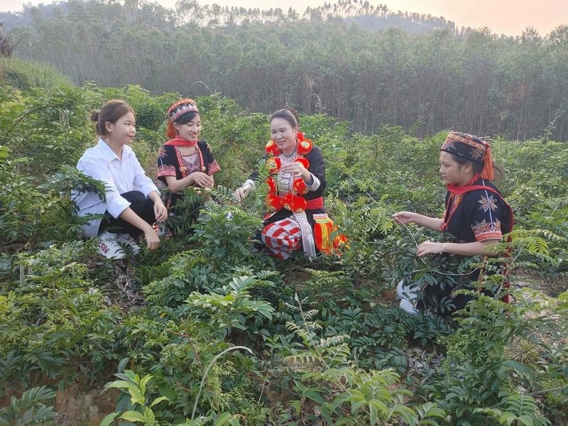 Tỉnh Điện Biên đã và đang nhìn thấy cơ hội lớn từ việc phát triển cây dược liệu. Ảnh: Trần Nhâm