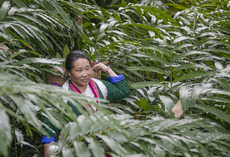 Người dân thôn Là Xa thu hoạch sa nhân đỏ. Ảnh: Trần Nhâm