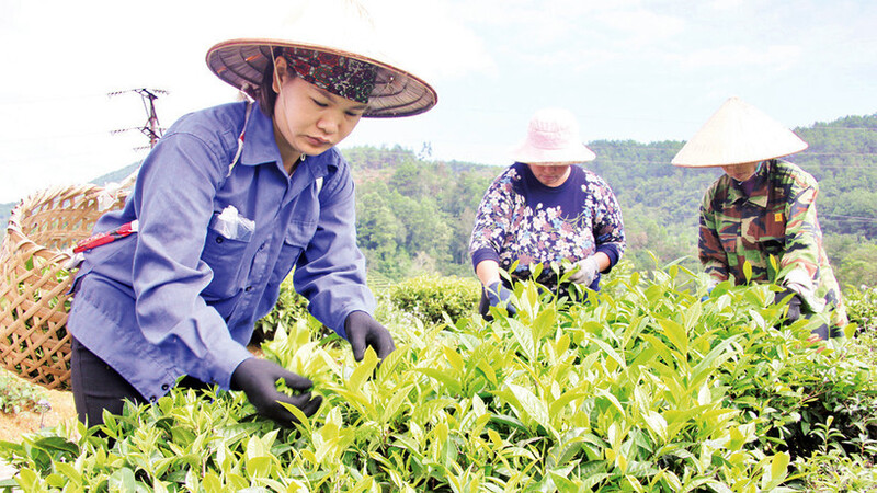 Cây chè được đưa vào trồng tại xã Đình Lập, tỉnh Lạng Sơn giúp nhiều người dân thoát nghèo.