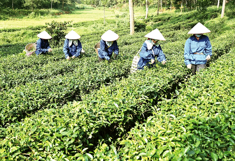 Giai đoạn 2021-2025, tỉnh Phú Thọ đã huy động 70.316 tỷ đồng cho các chương trình giảm nghèo. Ảnh minh họa
