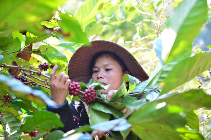 Giá cà phê trong nước và thế giới biến động khiến nhiều người nông dân đứng giữa 2 lựa chọn bán hay giữ.