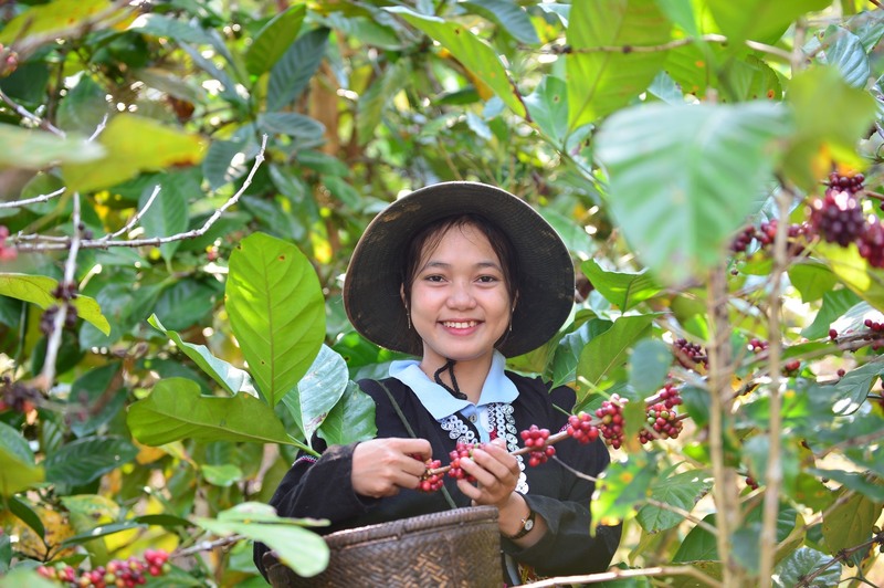 Nhiều yếu tố tác động đến giá cà phê tại thị trường trong nước, đặc biệt tại các vùng trọng điểm.