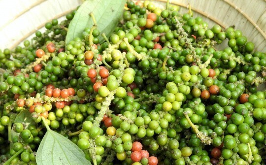 16 ngày đầu tháng 9, Việt Nam xuất khẩu được tổng cộng 10.544 tấn hồ tiêu các loại, với kim ngạch thu về 69,3 triệu USD. Ảnh minh hoạ