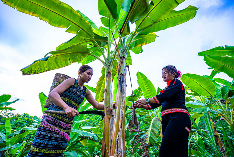 HTX Sơn Bua hướng dẫn nông dân cách chăm sóc cây chuối, mở rộng diện tích canh tác… Ảnh: HTX Sơn Bua