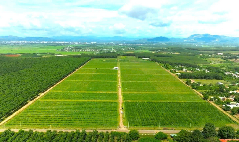 Tỉnh sẽ tập trung đầu tư, khuyến khích ứng dụng công nghệ cao vào sản xuất nông nghiệp ở khu vực miền núi. Ảnh: V.X