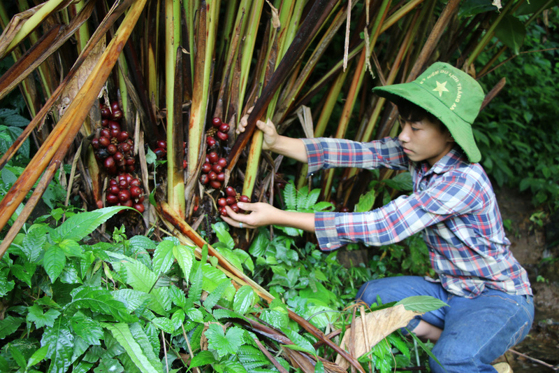 Trồng cây dược liệu thảo quả dưới tán rừng đem lại nguồn kinh tế ổn định tại các địa phương trên địa bàn tỉnh Sơn La.