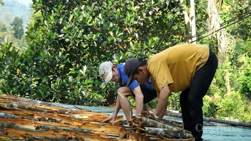 Nhờ vào cây quế, nhiều hộ gia đình đã thoát nghèo bền vững, từng bước vươn lên làm giàu