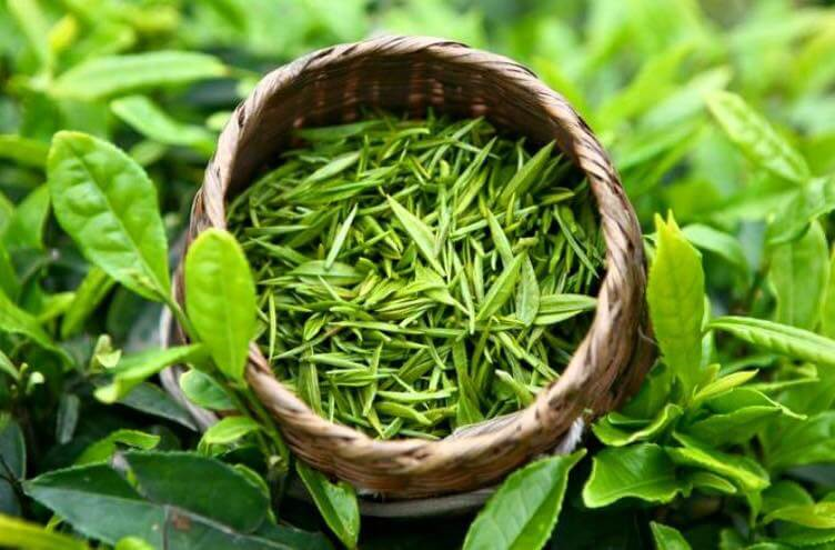 Trà đinh được xem là loại chè cao cấp nhất vì hương vị đặc biệt và giá trị kinh tế cao. Ảnh minh hoạ