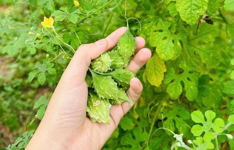 Mướp đắng rừng được trồng theo tiêu chuẩn hữu cơ có dược tính cao và giá trị kinh tế. Ảnh: Phương Thảo