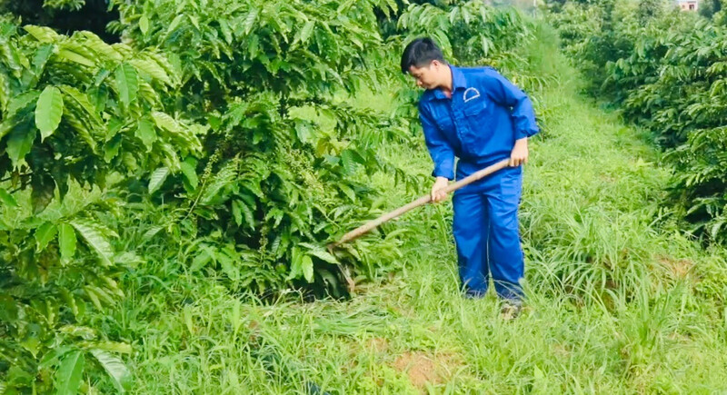 Vườn cà phê trĩu quả của gia đình anh Vũ Xuân Trường. Ảnh: N.Toàn