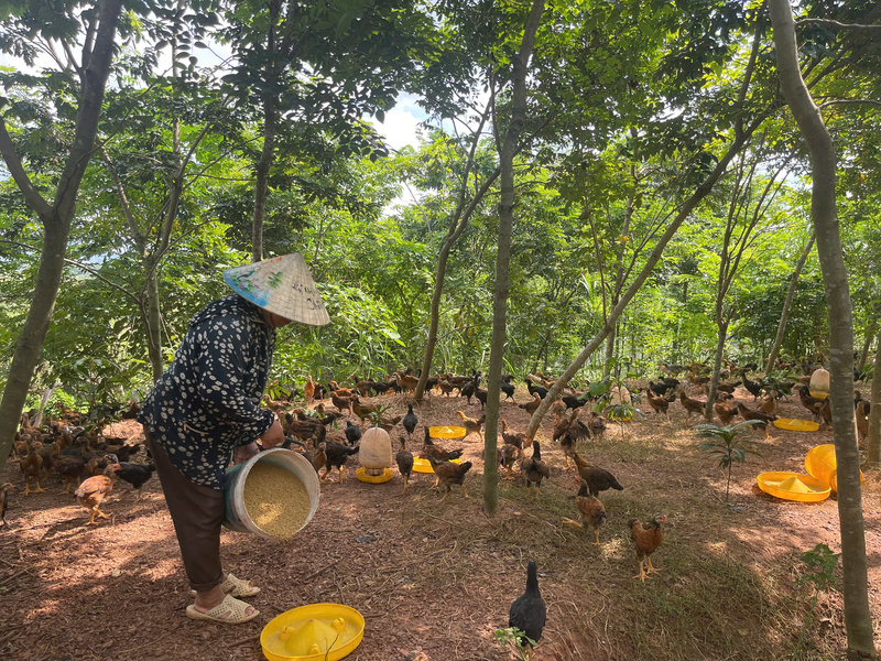 Người dân được Hợp tác xã Nông nghiệp xanh Yên Thế bao tiêu đầu ra cho sản phẩm gà đồi. Ảnh: Ngọc Hoa