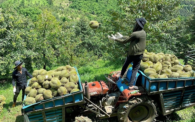 Hình thành chuỗi liên kết giúp người nông dân không còn đơn độc trong sản xuất (Ảnh: M.H)