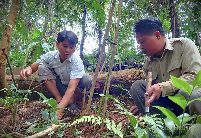 Phát triển cây dược liệu dưới tán rừng đang từng bước mang lại hiệu quả giúp người dân xã La Êê từng bước giảm nghèo bền vững
