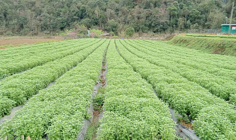 Cây cỏ ngọt có triển vọng trở thành cây trồng chủ lực, cho giá trị kinh tế cao tại Cao Bằng. Ảnh: Bảo Hà.