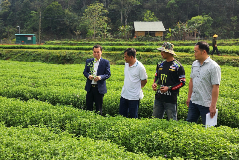 Sự đồng hành của Liên minh HTX Cao Bằng giúp hành trình phát triển cây cỏ ngọt có nhiều triển vọng. Ảnh: Thế Hiển
