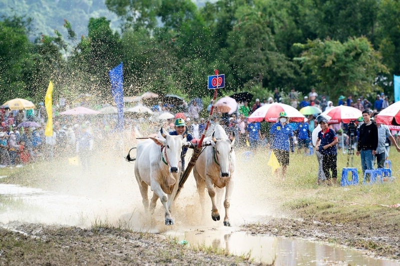 Đôi bò đeo 09 của ông Chau Khon (xã Ba Chúc) xuất sắc về nhất hội đua