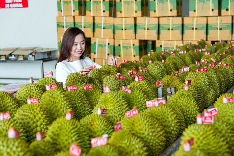 Kim ngạch xuất khẩu sầu riêng sang Trung Quốc tăng trưởng mạnh - Ảnh: Hà An