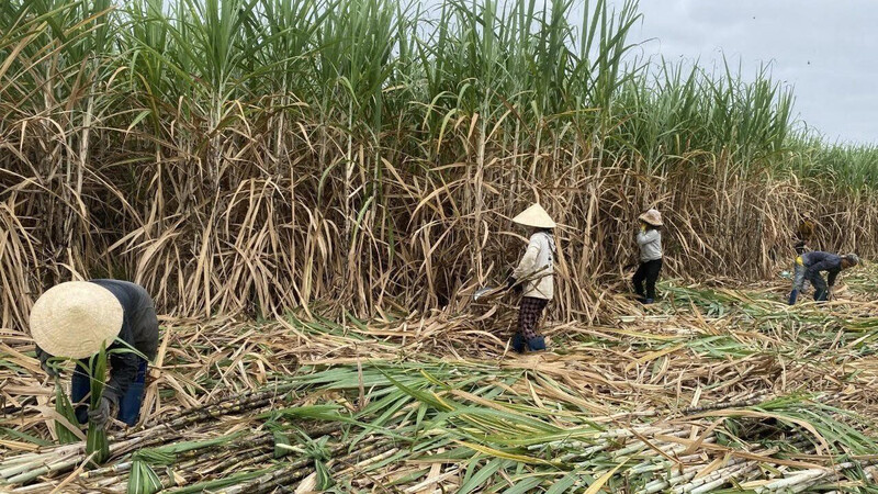 Những năm qua, khu vực Đông Trường Sơn (Gia Lai) trở thành vùng nguyên liệu mía lớn nhất nước với gần 32.000ha, mang lại sinh kế cho hàng nghìn hộ dân, đặc biệt là dân tộc thiểu số.