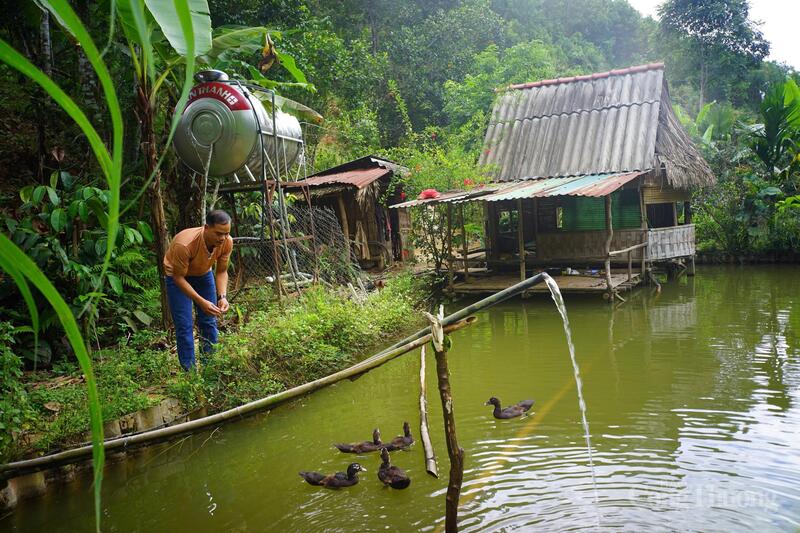 Mô hình kinh tế vườn - rừng không chỉ giúp gia đình ông BNướch Ngang thoát nghèo bền vững mà còn vươn lên có thu nhập khá