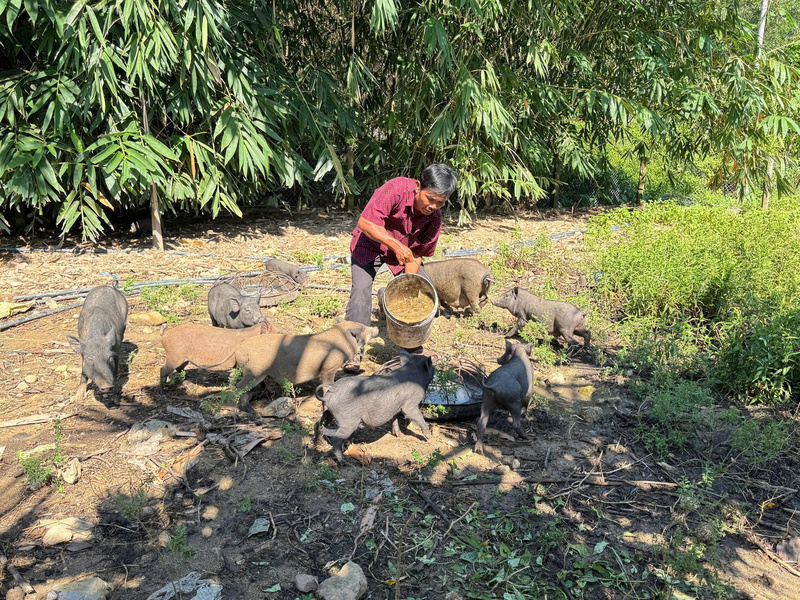 Hộ ông Đỗ Văn Nam (thôn Bình Tân, xã Đông Trà Bồng) mạnh dạn phát triển mô hình nuôi heo bản địa kết hợp vịt thả vườn giúp gia đình thoát nghèo bền vững. Ảnh: Nguyễn Dương