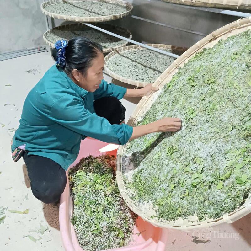 Nghề trồng dâu, nuôi tằm giúp nông dân đổi đời và mở ra hướng phát triển nông nghiệp bền vững