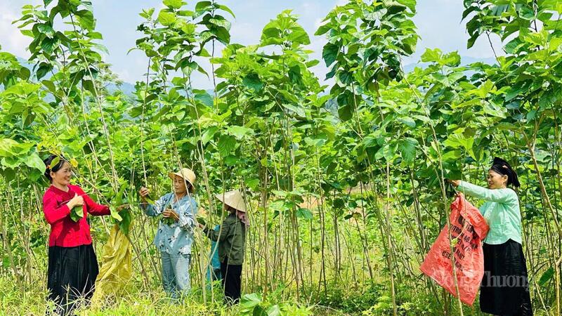 Nhiều hộ nông dân được hưởng lợi từ mô hình trồng dâu, nuôi tằm, từng bước xây dựng cuộc sống ấm no, bền vững.