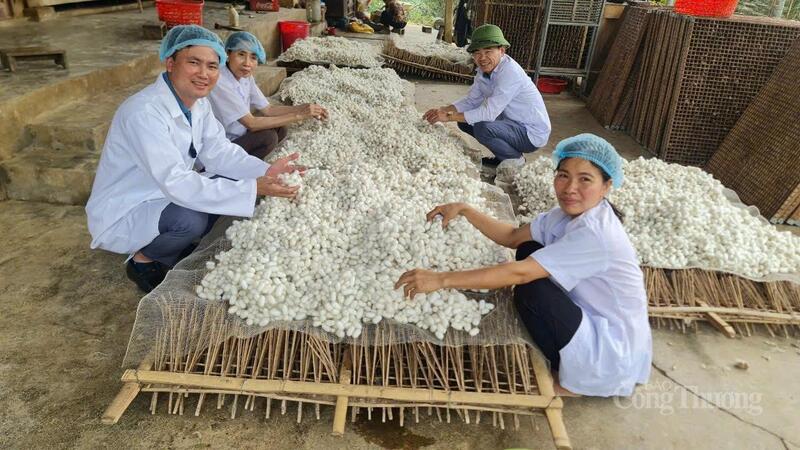 Kén tằm là nguyên liệu đầu vào cho hàng chục sản phẩm của HTX Nấm Tam Đảo