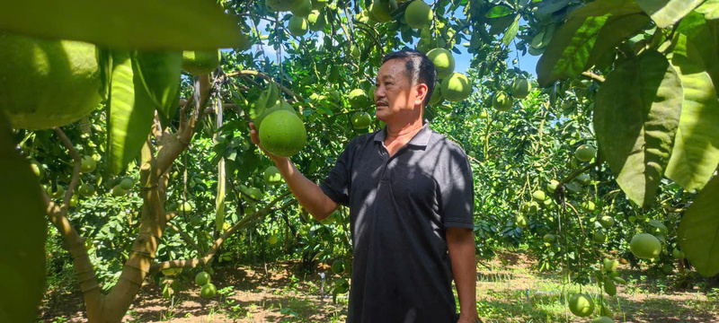 Không chỉ giúp người dân thoát nghèo, bưởi Yên Trị còn chinh phục thị trường khó tính.