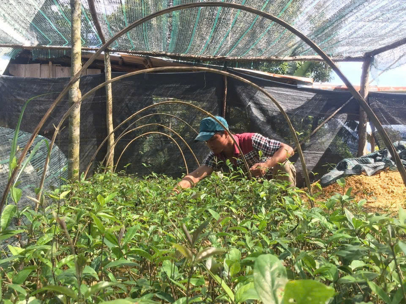 Xã Tây Giang sẽ mở rộng quy mô liên kết phát triển trồng rừng gắn trồng và khai thác dược liệu dưới tán rừng. Ảnh: Bình An