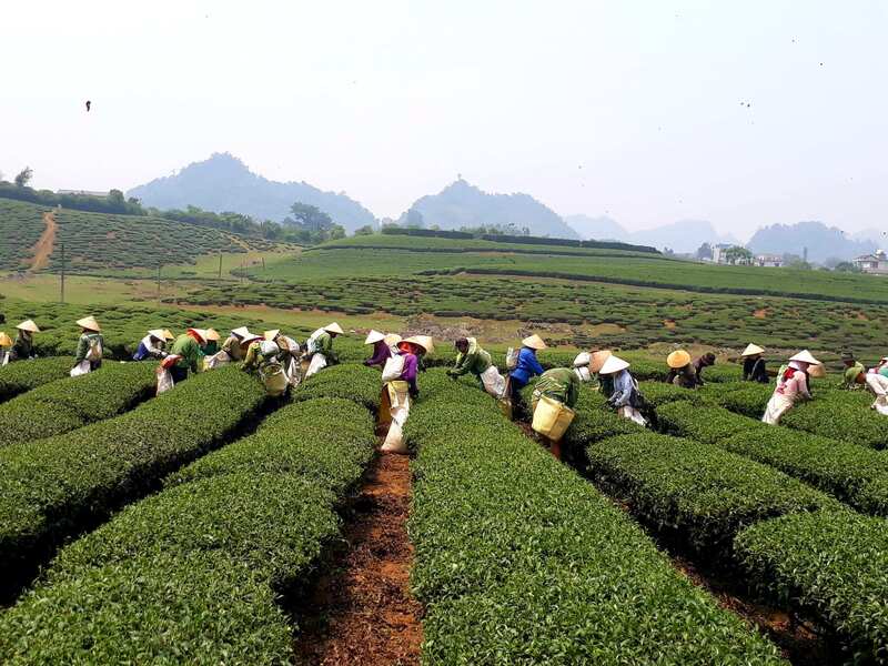 Hàng trăm tấn nông sản Sơn La đã được tiêu thụ thông qua sàn thương mại điện tử