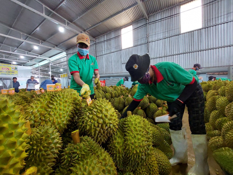 Đắk Lắk vốn có nguồn nông sản của bà con đồng bào dân tộc rất dồi dào (Ảnh: Sở Công Thương Đắk Lắk)