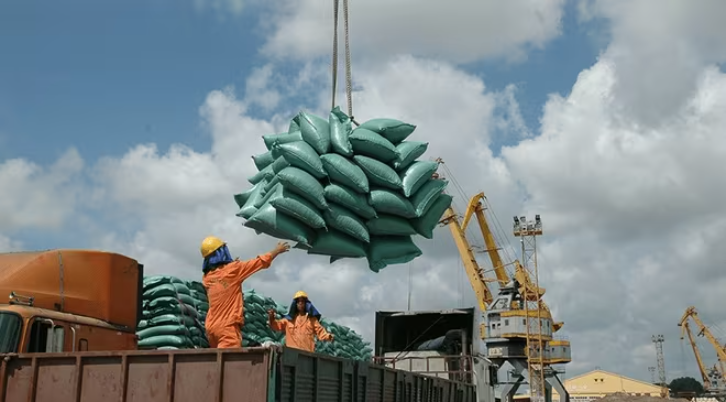 Doanh nghiệp xuất khẩu gạo cần tuân thủ quy định về thu mua, tạm giữ gạo.