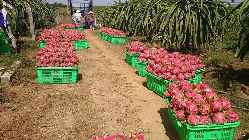Thanh long chín đỏ được thu hoạch tại vườn.