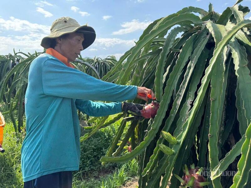 Không quản nắng gió, người nông dân vẫn miệt mài chăm sóc vườn thanh long.