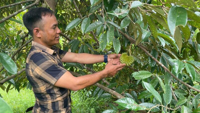 Vườn sầu riêng của anh Đành bắt đầu bước vào giai đoạn kết trái, mang lại hiệu quả kinh tế cao. Ảnh: Nguyễn Dương