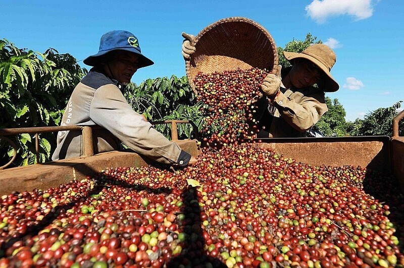 Giá cà phê Arabica giảm mạnh 4,7% về mức 7.719 USD/tấn. Ảnh minh hoạ